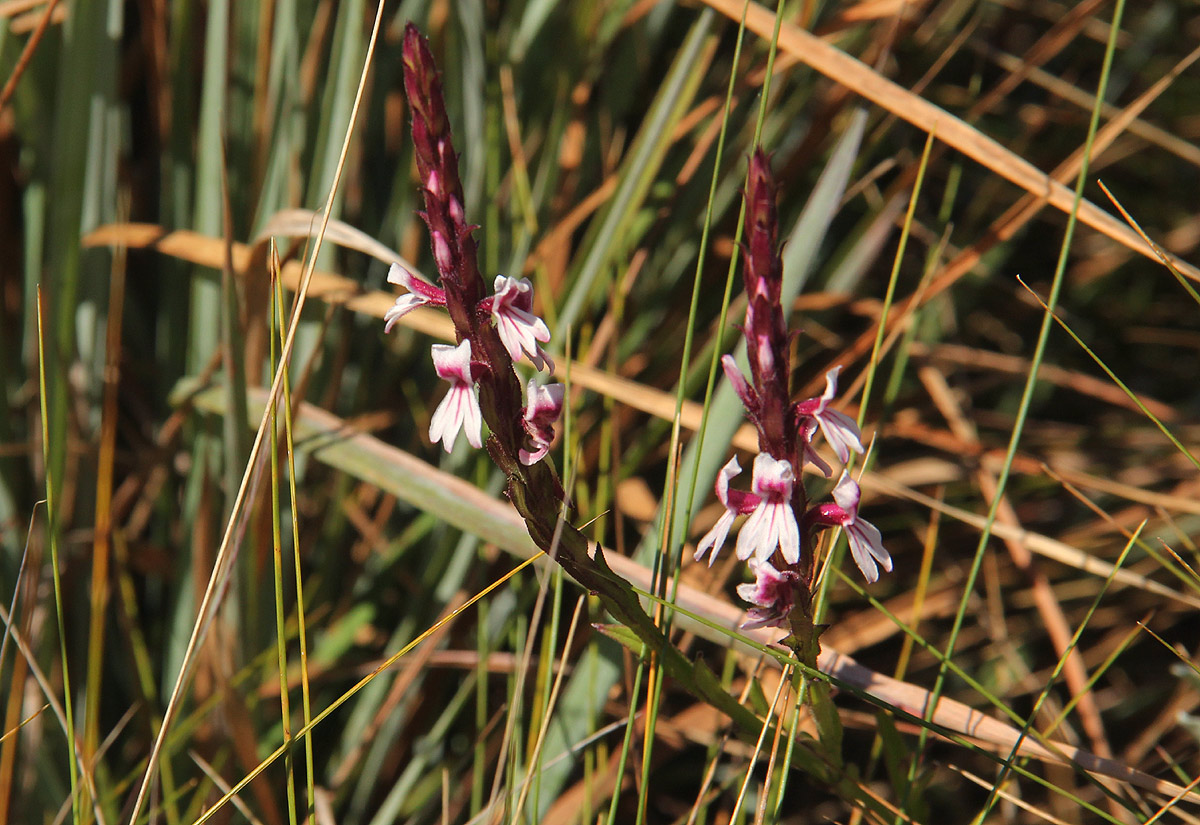 Striga bilabiata subsp. bilabiata