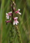 Striga bilabiata subsp. bilabiata