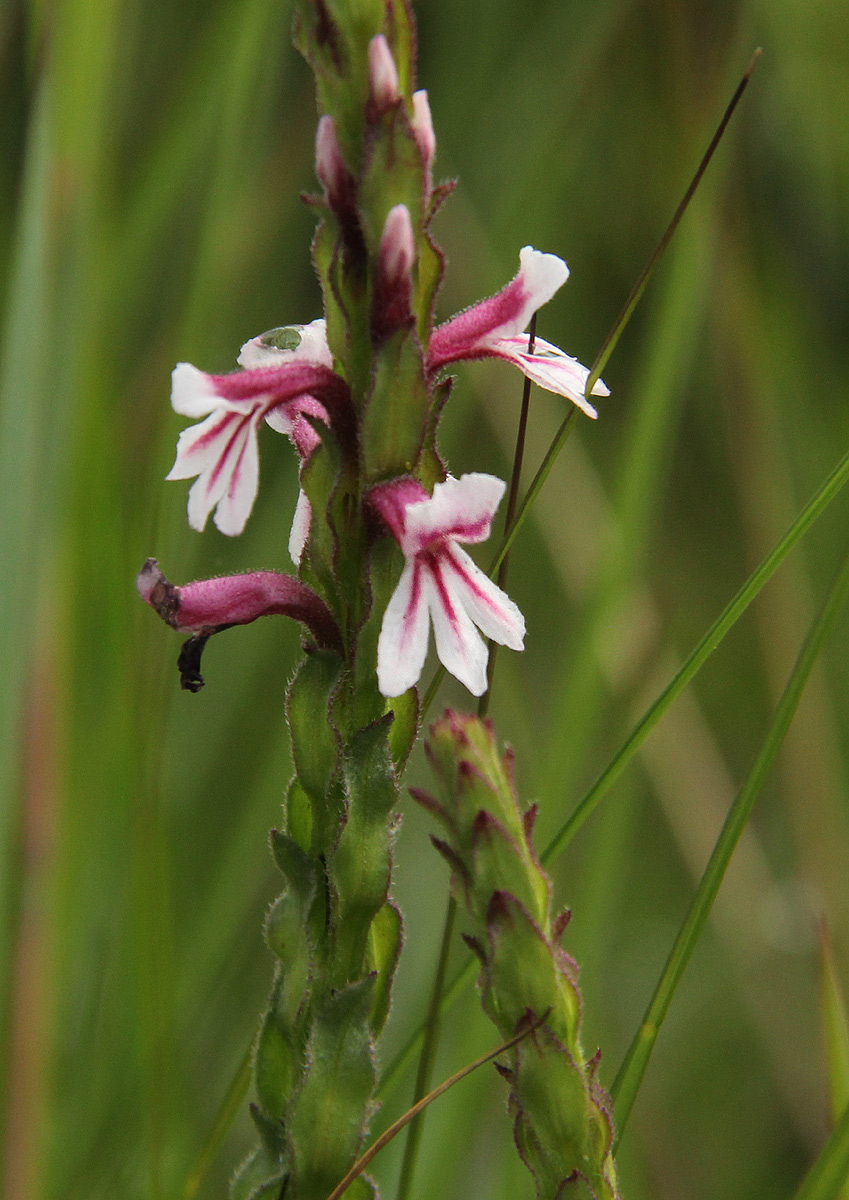 Striga bilabiata subsp. bilabiata