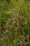 Striga bilabiata subsp. bilabiata