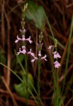 Striga bilabiata subsp. bilabiata
