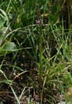 Striga bilabiata subsp. bilabiata