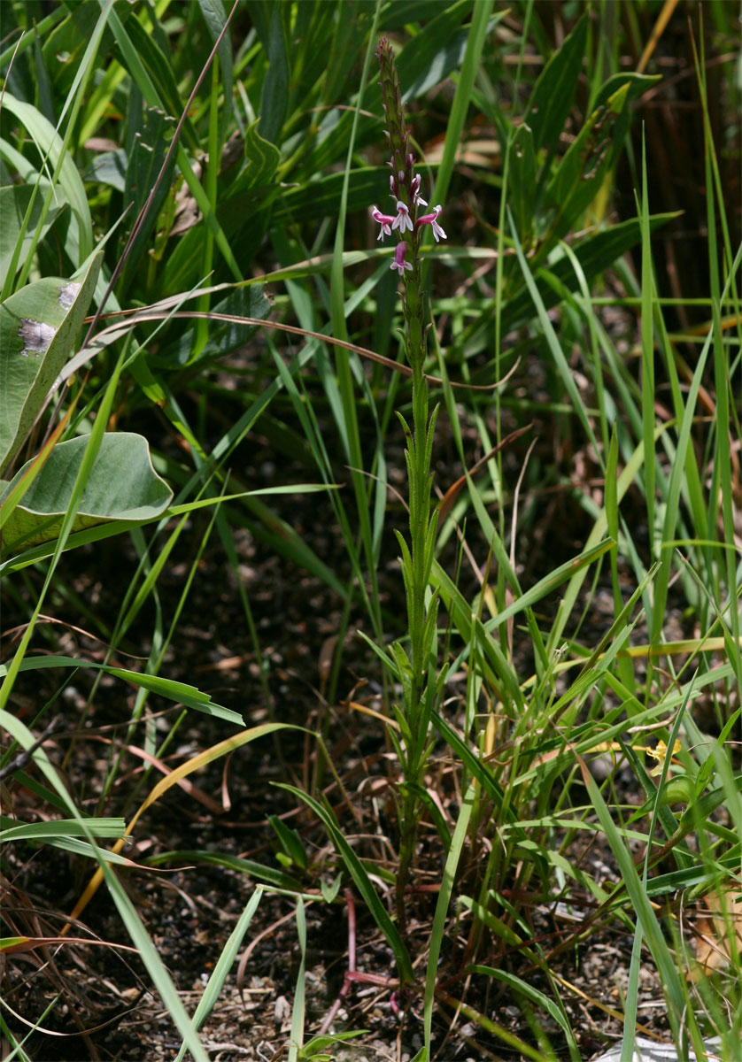 Striga bilabiata subsp. bilabiata