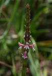 Striga bilabiata subsp. bilabiata