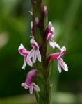 Striga bilabiata subsp. bilabiata