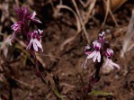 Striga bilabiata subsp. bilabiata