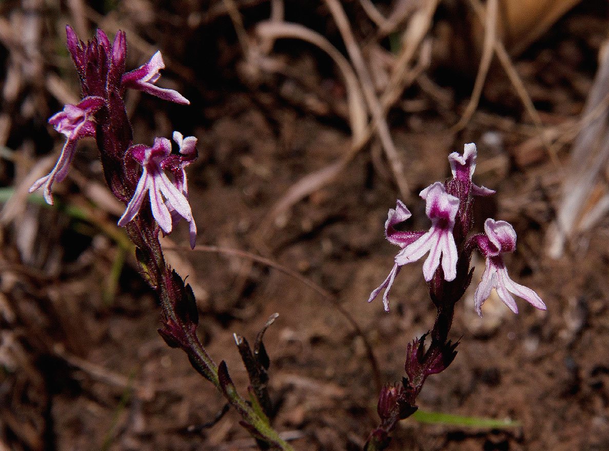 Striga bilabiata subsp. bilabiata