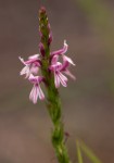 Striga bilabiata subsp. bilabiata