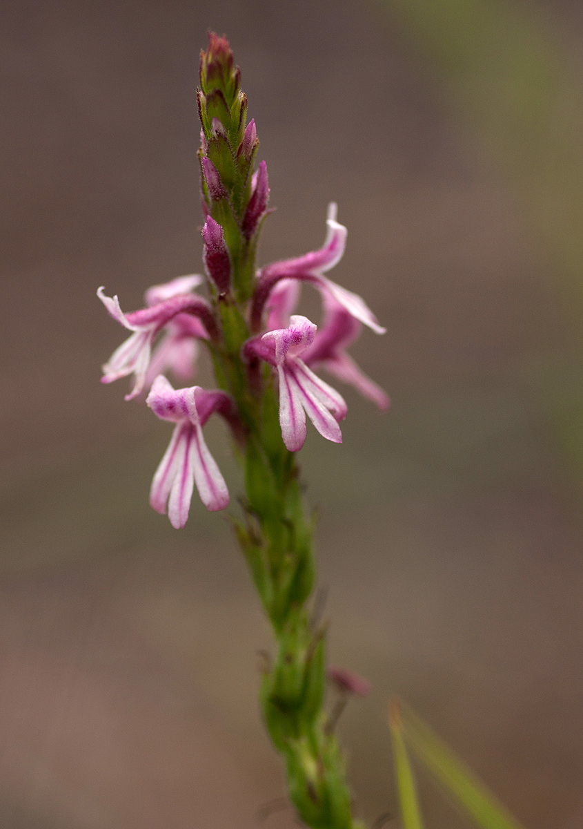 Striga bilabiata subsp. bilabiata