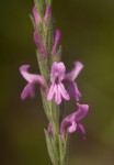 Striga bilabiata subsp. bilabiata