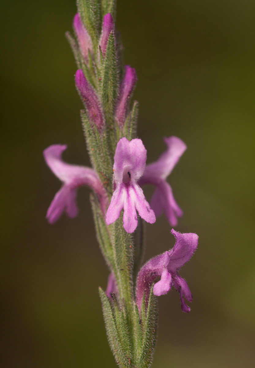 Striga bilabiata subsp. bilabiata