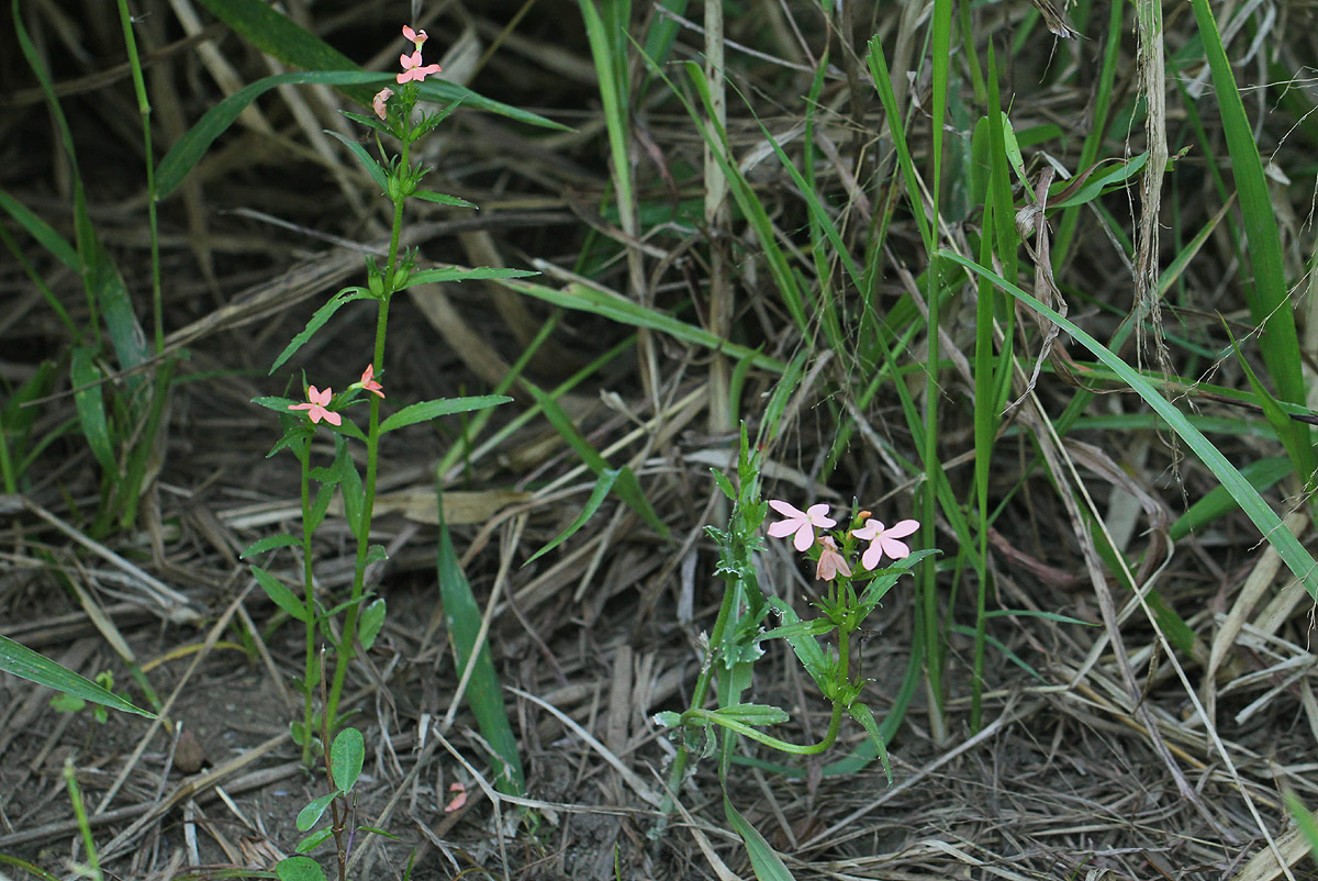 Striga forbesii Striga forbesii