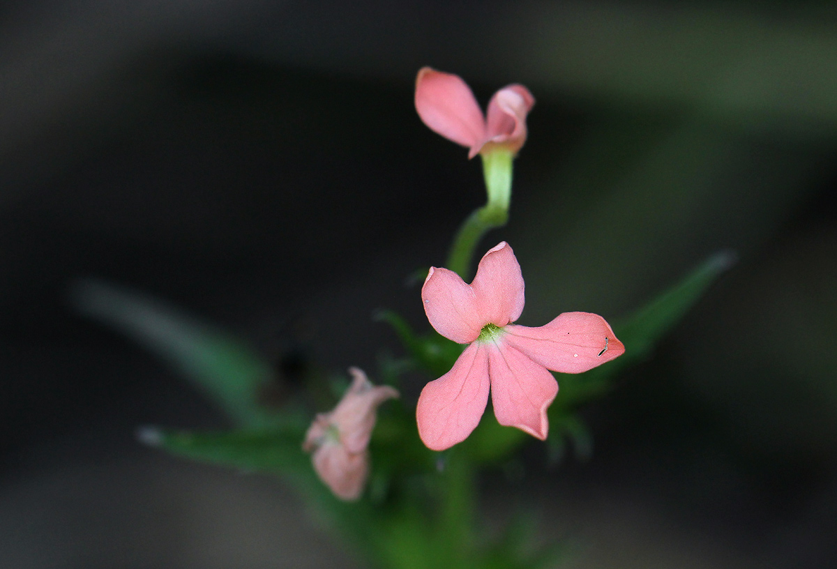 Striga forbesii Striga forbesii