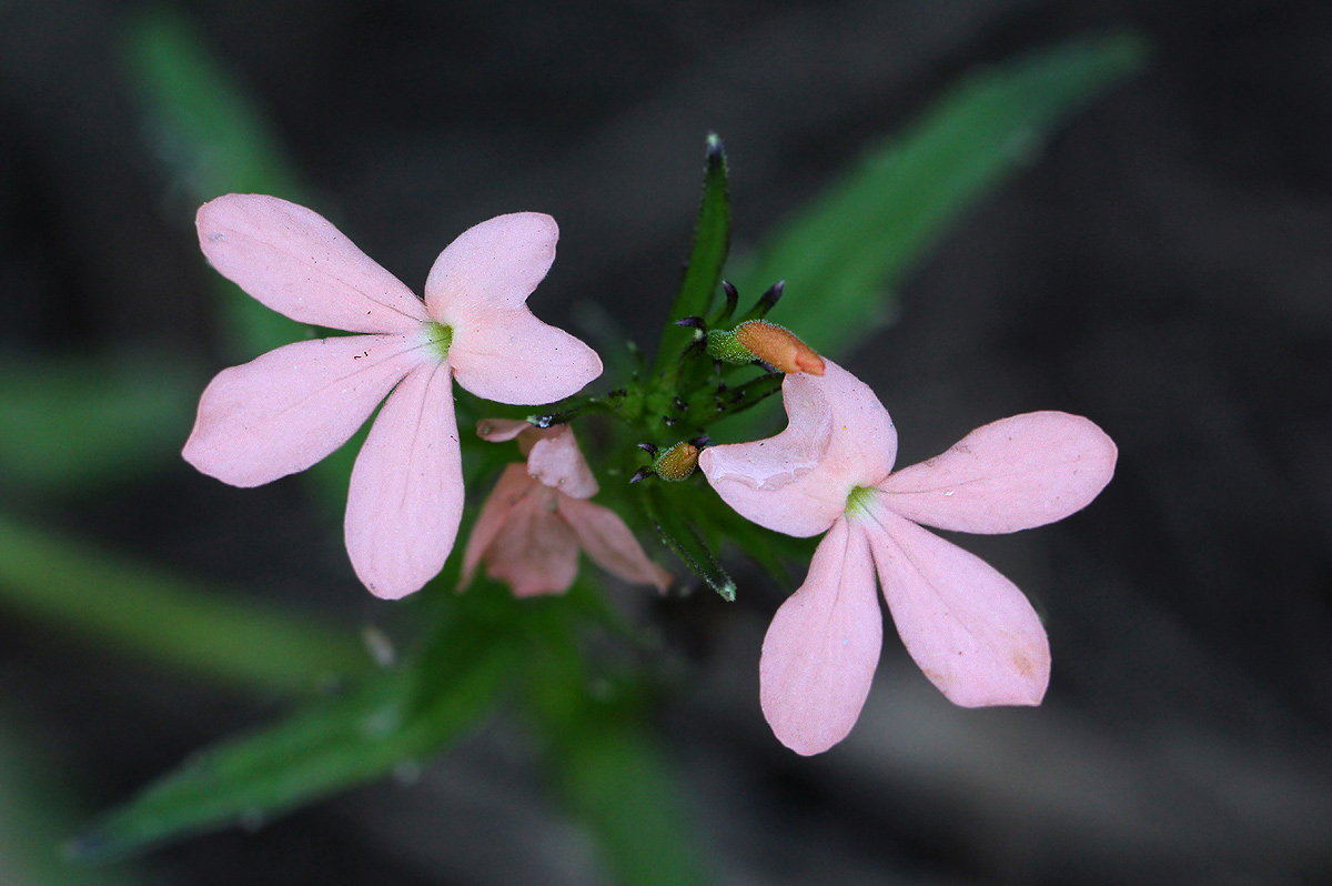 Striga forbesii Striga forbesii