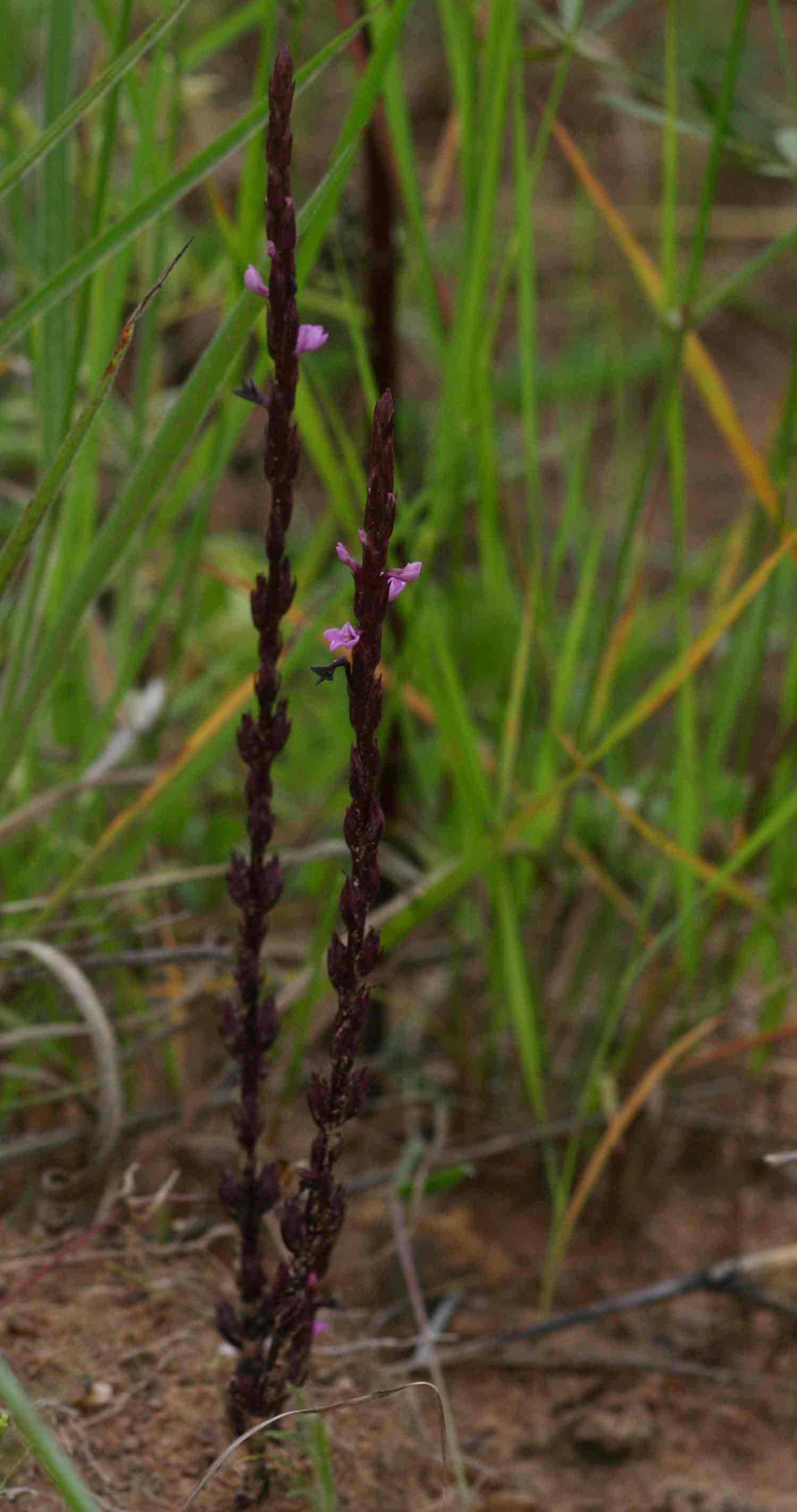 Striga gesnerioides