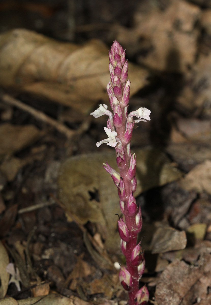 Striga gesnerioides Striga gesnerioides