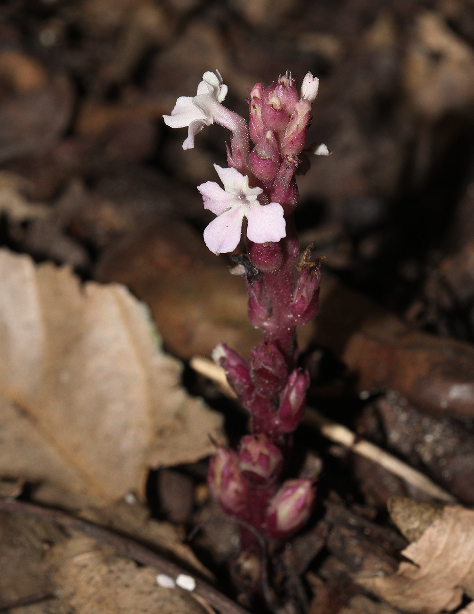 Striga gesnerioides Striga gesnerioides