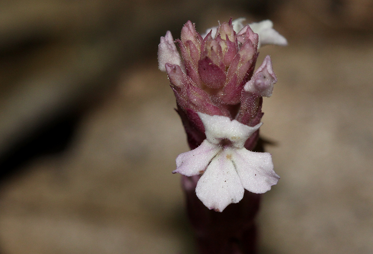 Striga gesnerioides Striga gesnerioides