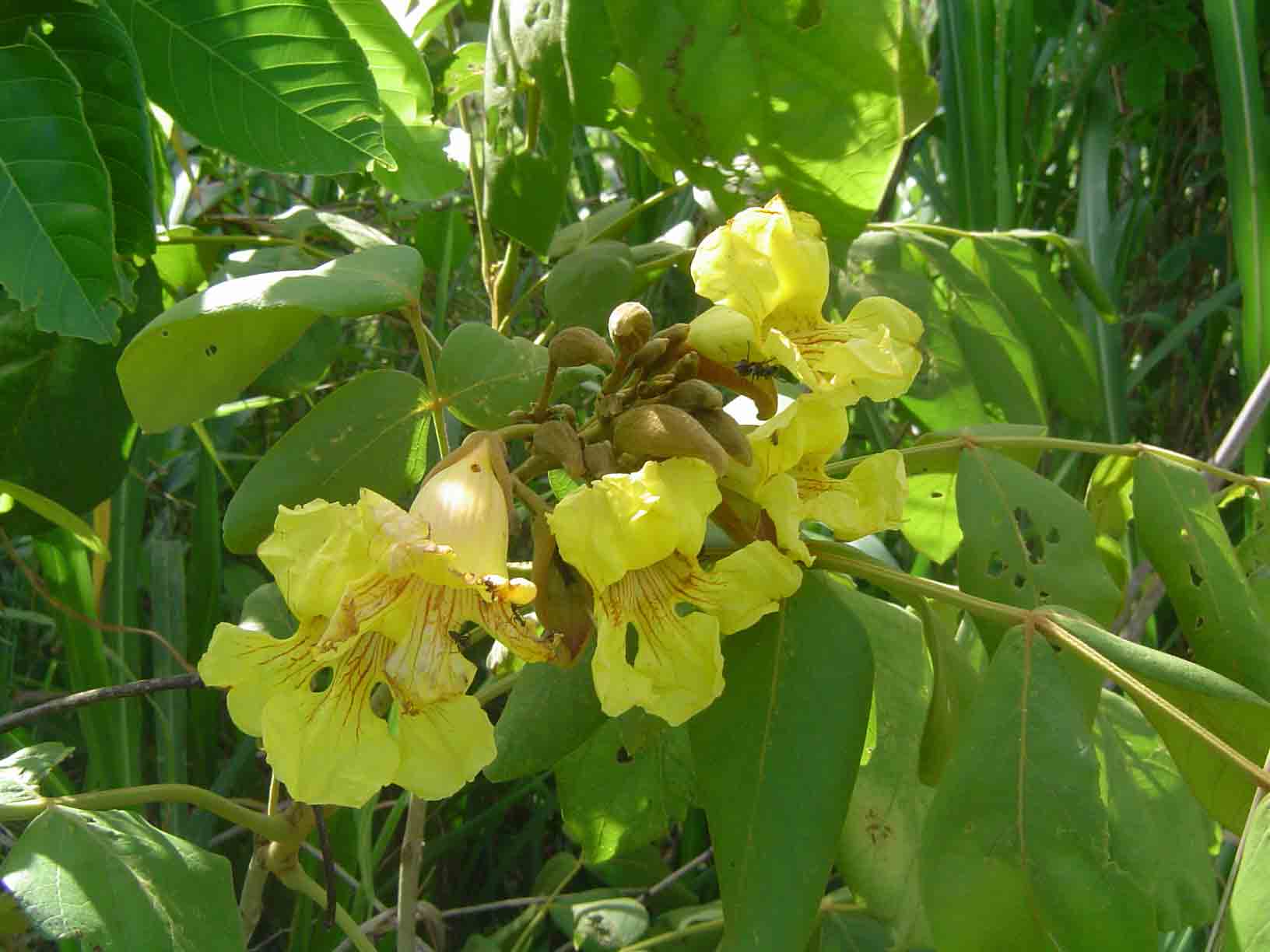 Markhamia obtusifolia
