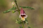 Ceratotheca sesamoides