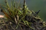 Genlisea africana