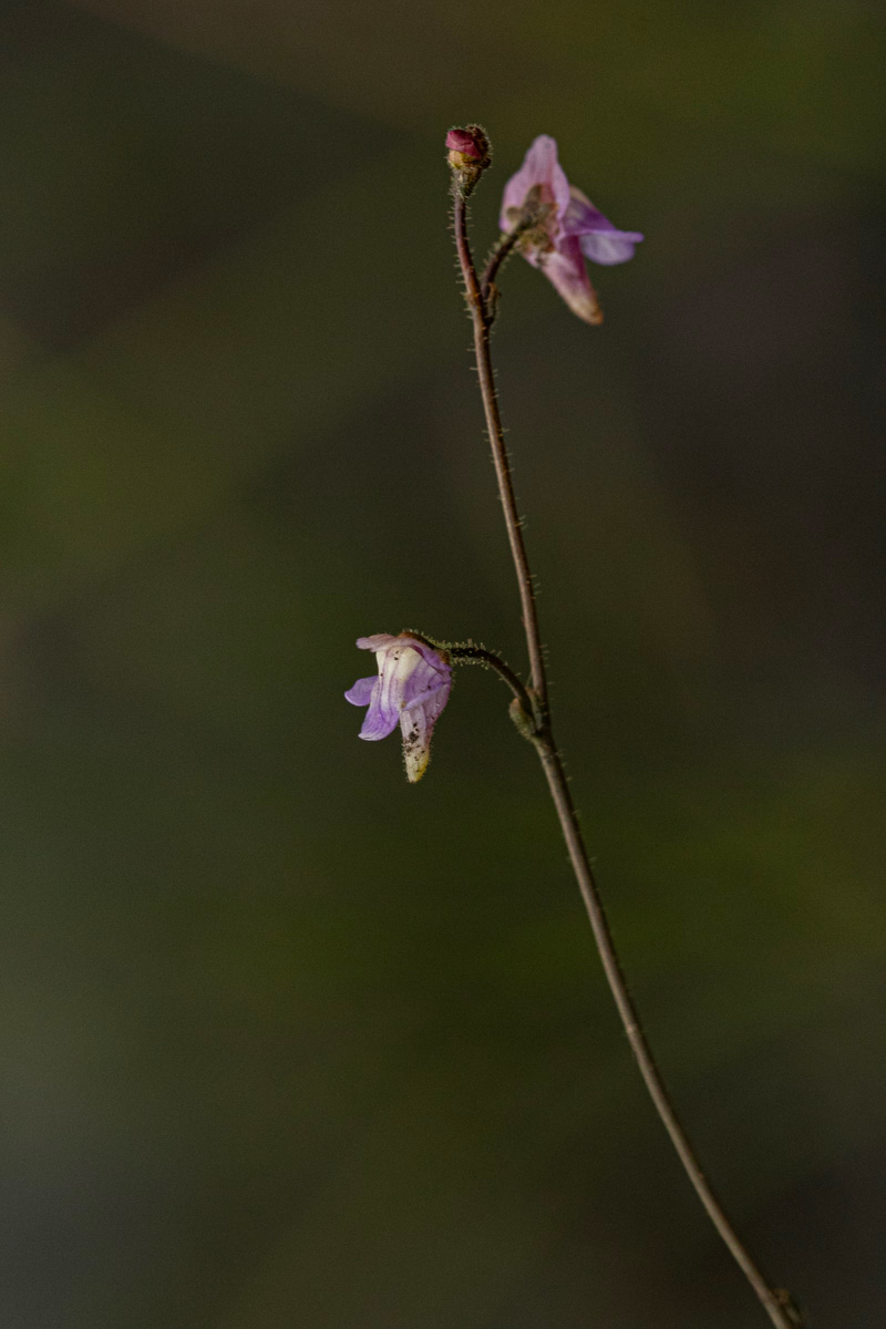 Genlisea africana