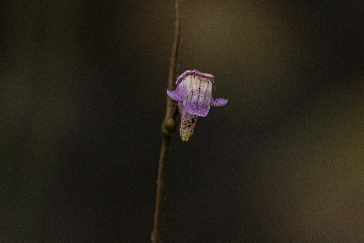 Genlisea africana