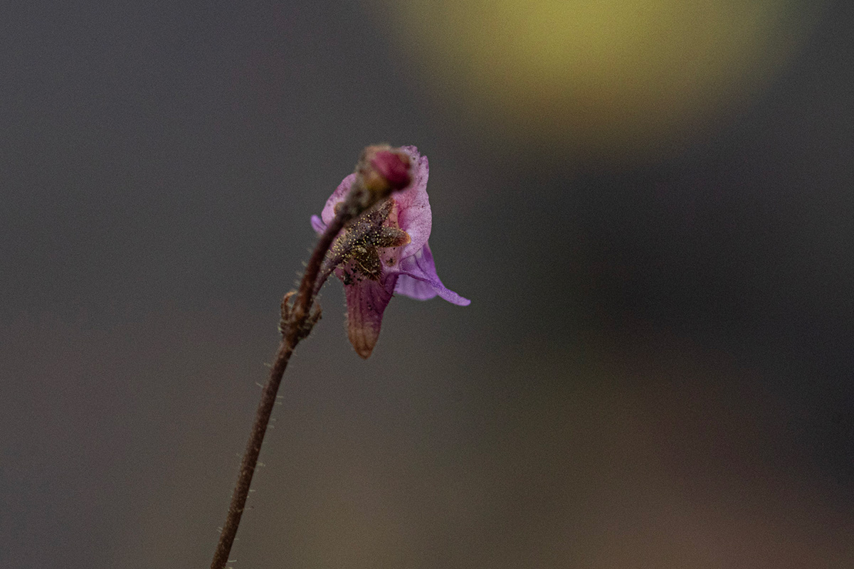 Genlisea africana