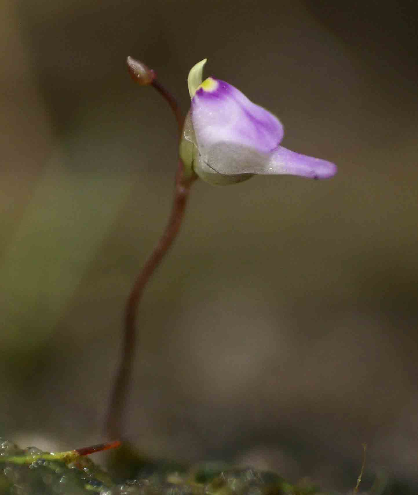 Utricularia arenaria Utricularia arenaria