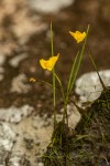 Utricularia gibba
