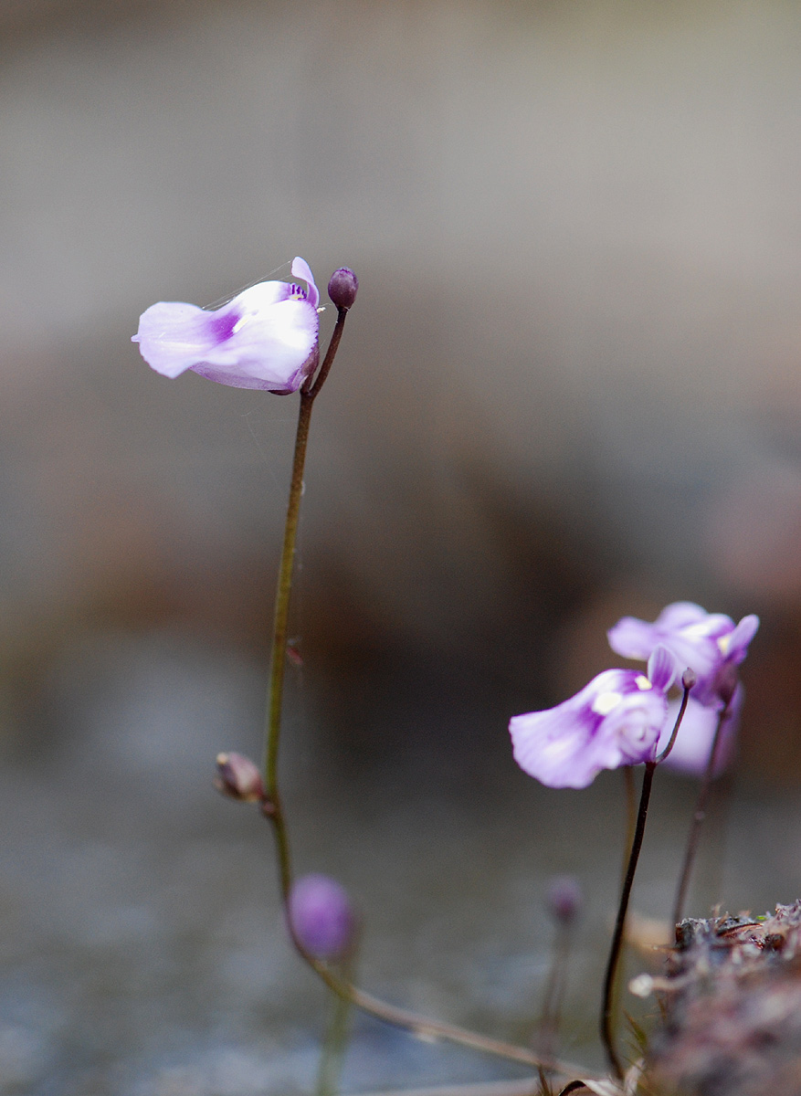 Utricularia livida Utricularia livida