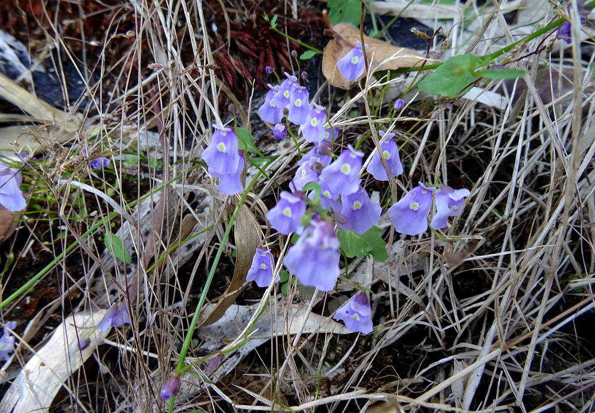 Utricularia livida Utricularia livida