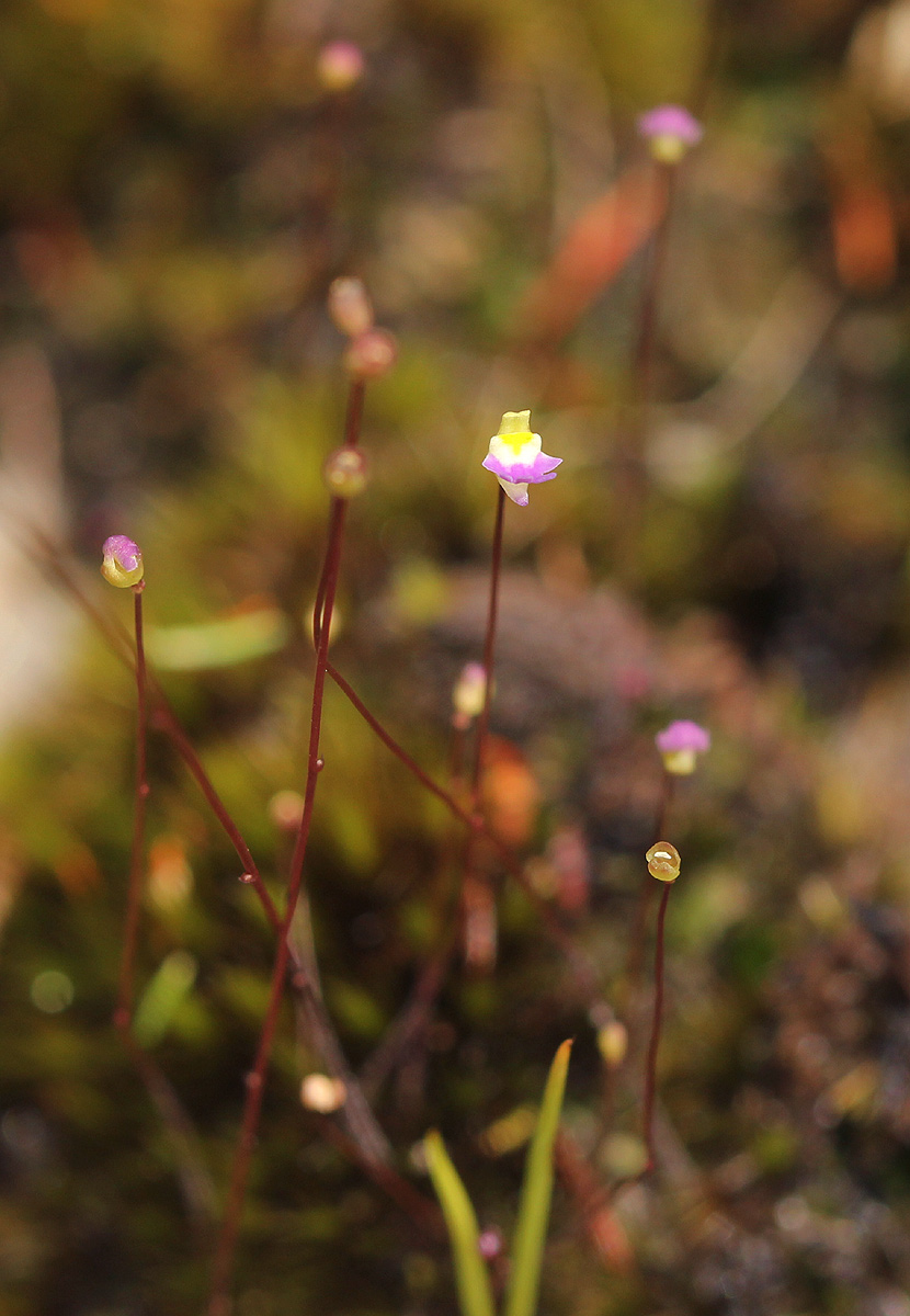 Utricularia pentadactyla Utricularia pentadactyla