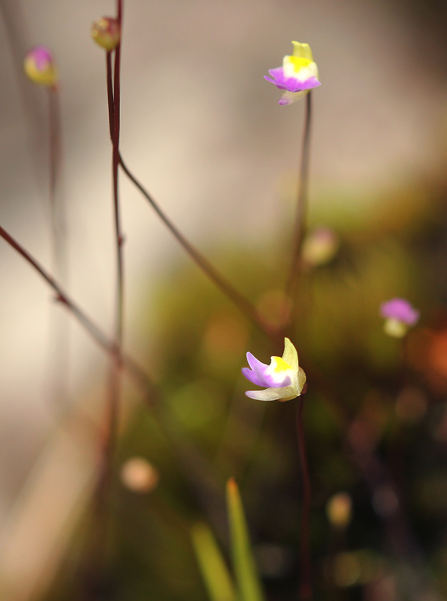Utricularia pentadactyla Utricularia pentadactyla