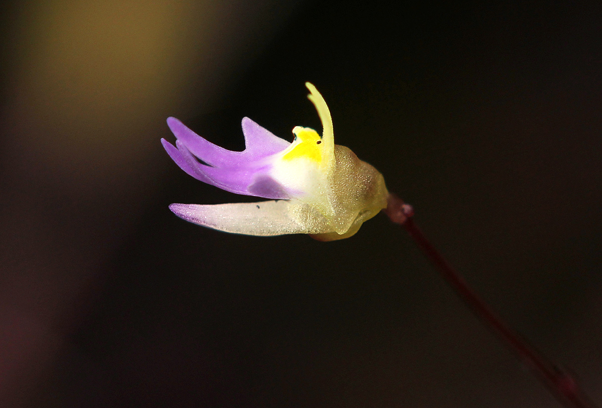 Utricularia pentadactyla Utricularia pentadactyla