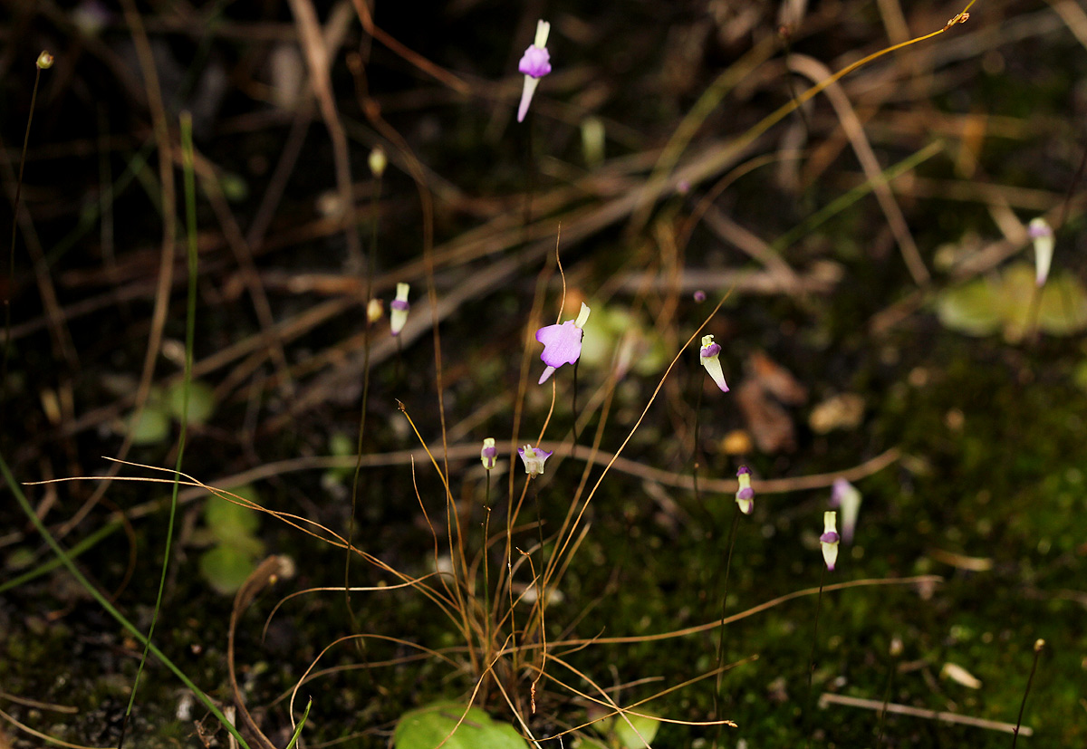 Utricularia pentadactyla Utricularia pentadactyla