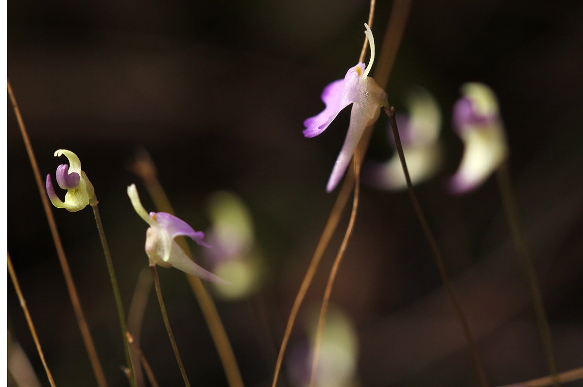 Utricularia pentadactyla Utricularia pentadactyla