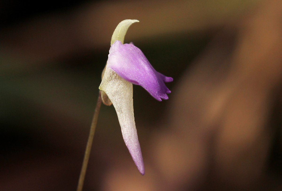 Utricularia pentadactyla Utricularia pentadactyla