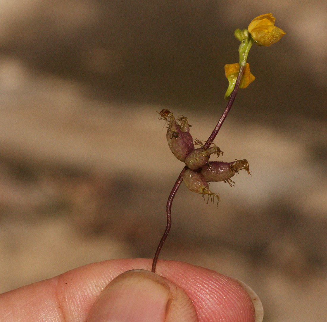 Utricularia stellaris Utricularia stellaris
