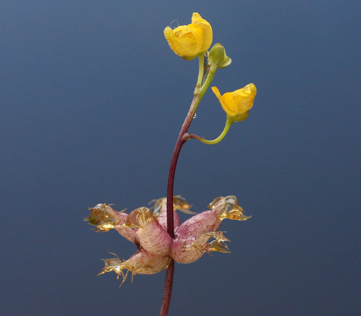 Utricularia stellaris Utricularia stellaris