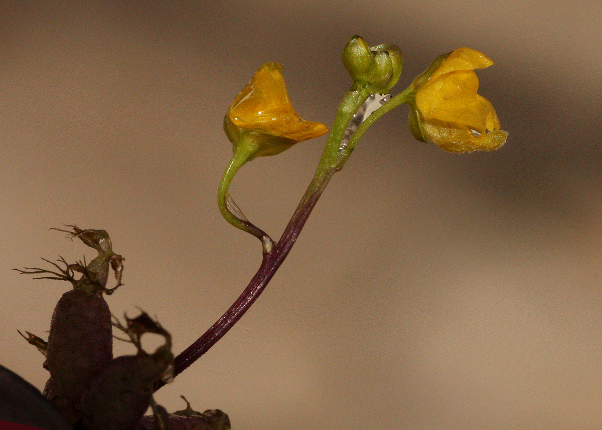 Utricularia stellaris Utricularia stellaris