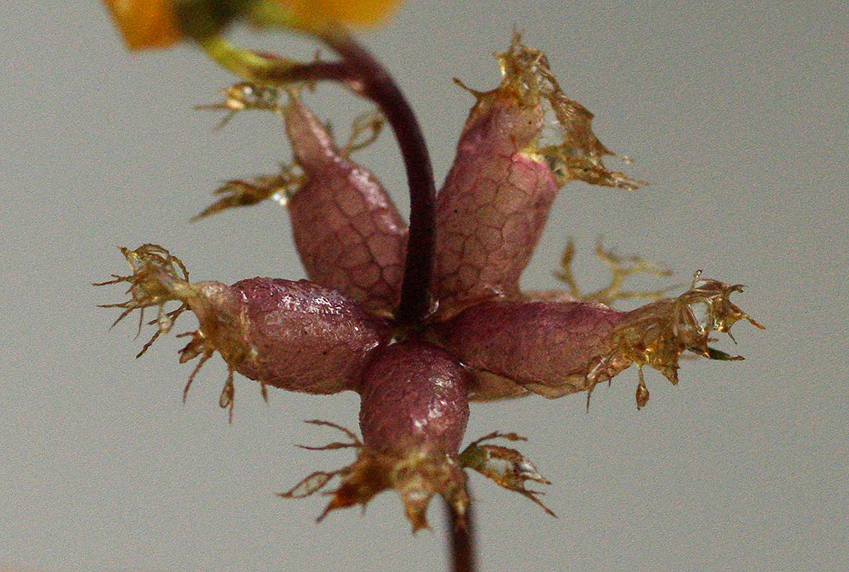 Utricularia stellaris Utricularia stellaris