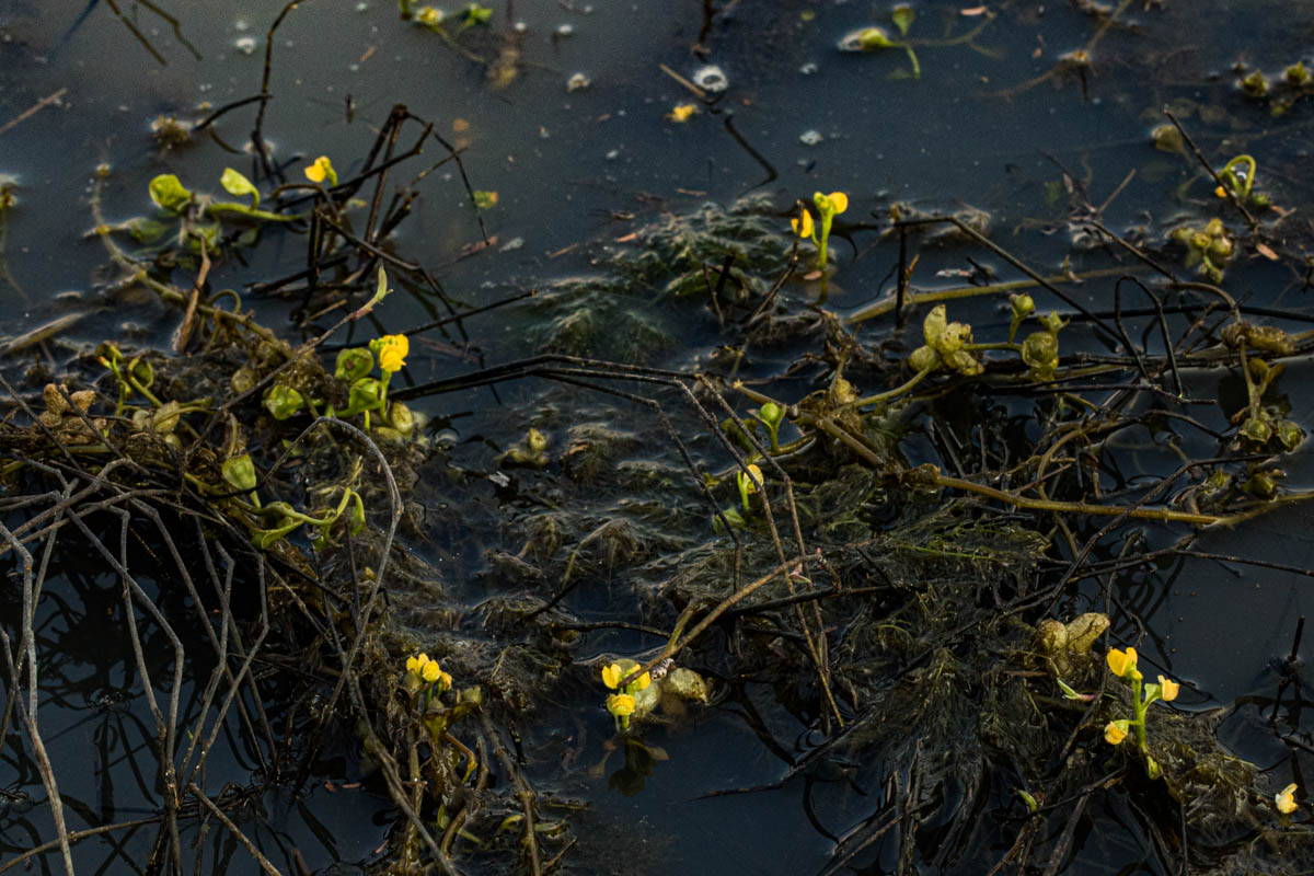 Utricularia stellaris Utricularia stellaris