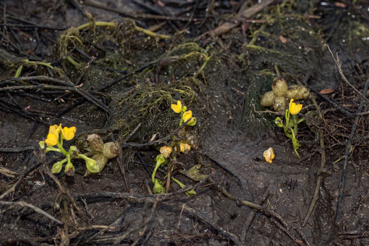 Utricularia stellaris Utricularia stellaris