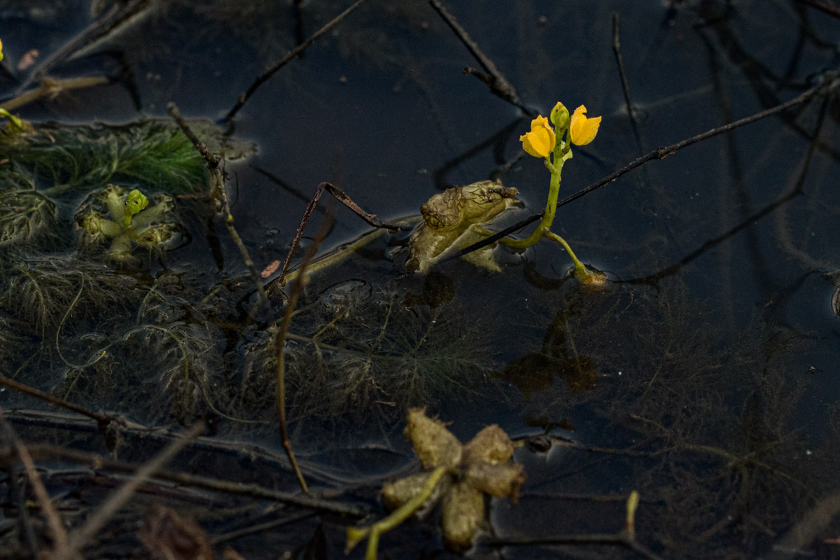 Utricularia stellaris Utricularia stellaris