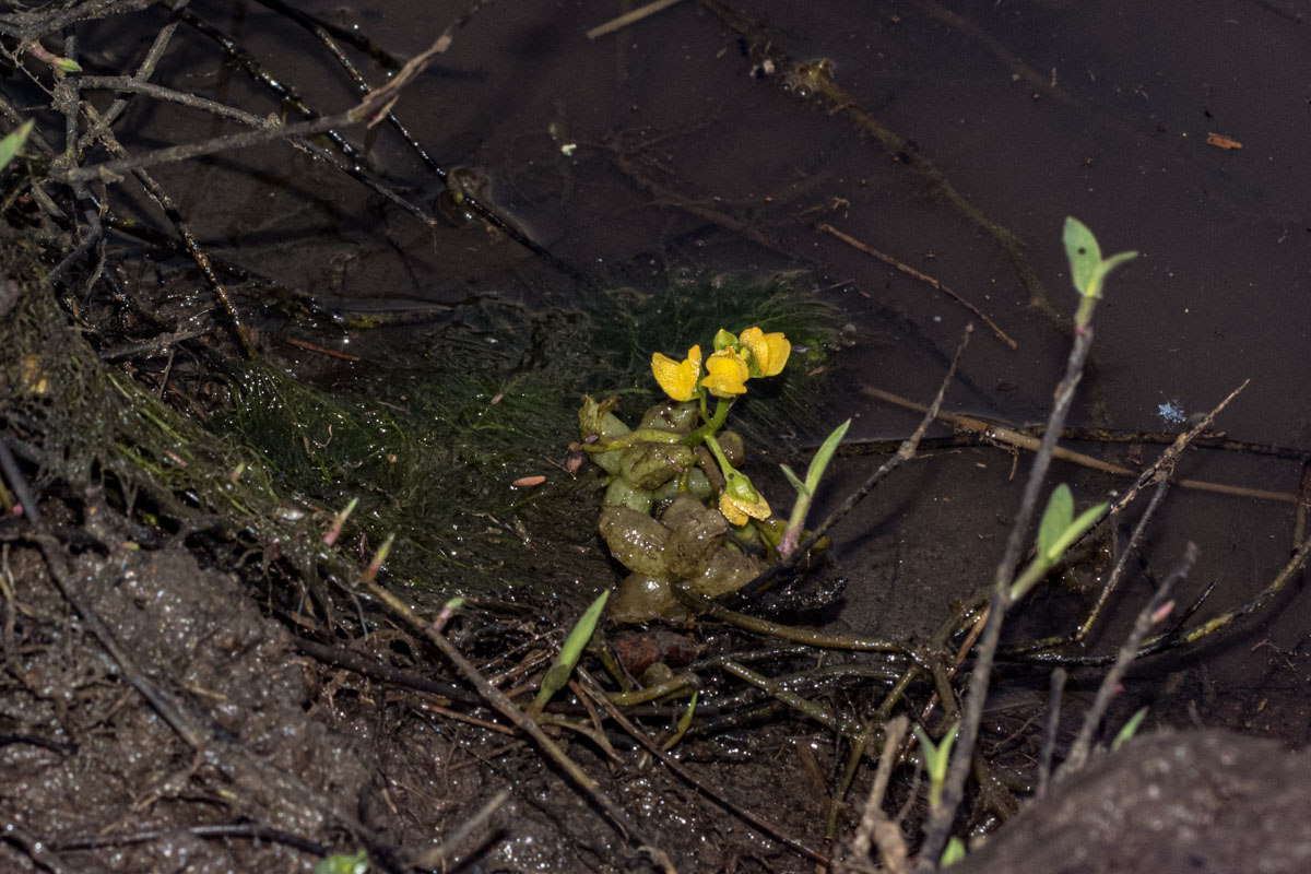Utricularia stellaris Utricularia stellaris