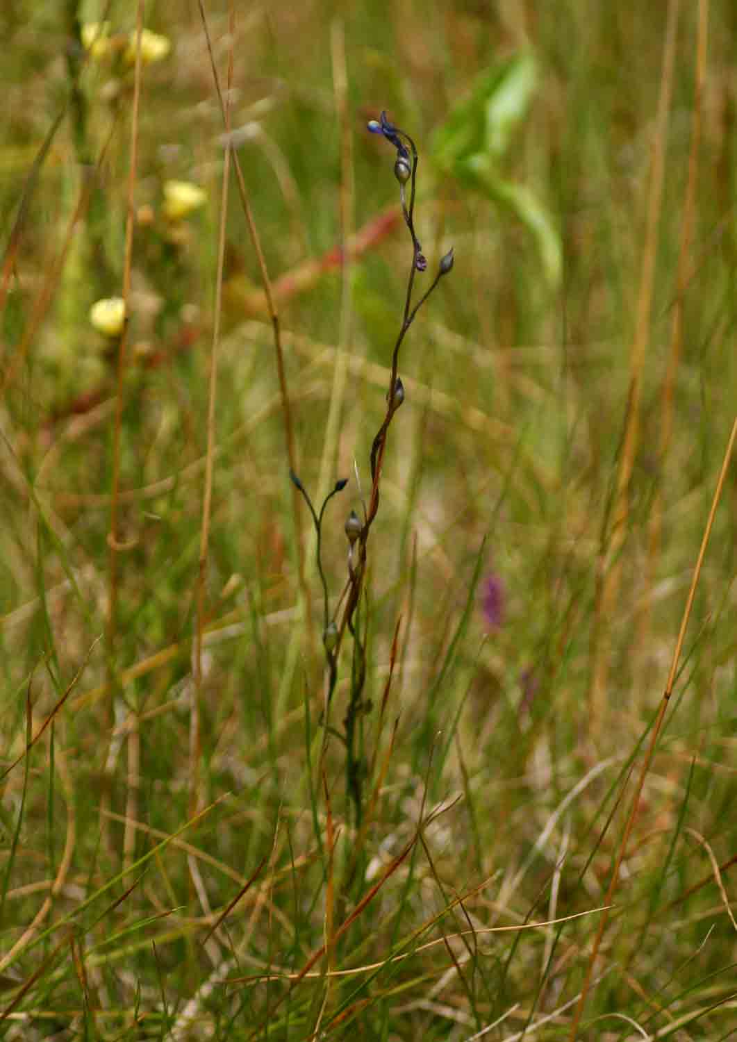 Utricularia tortilis Utricularia tortilis