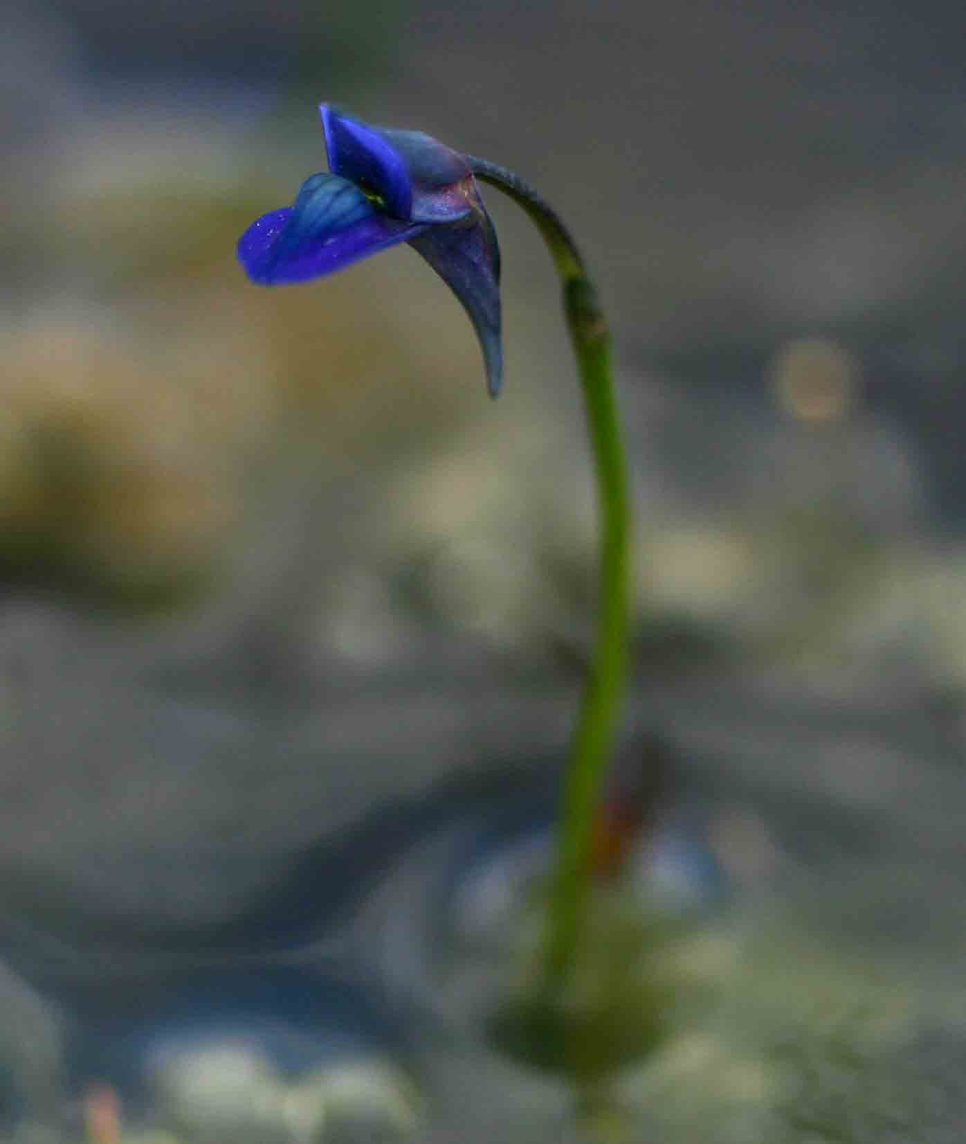 Utricularia tortilis Utricularia tortilis