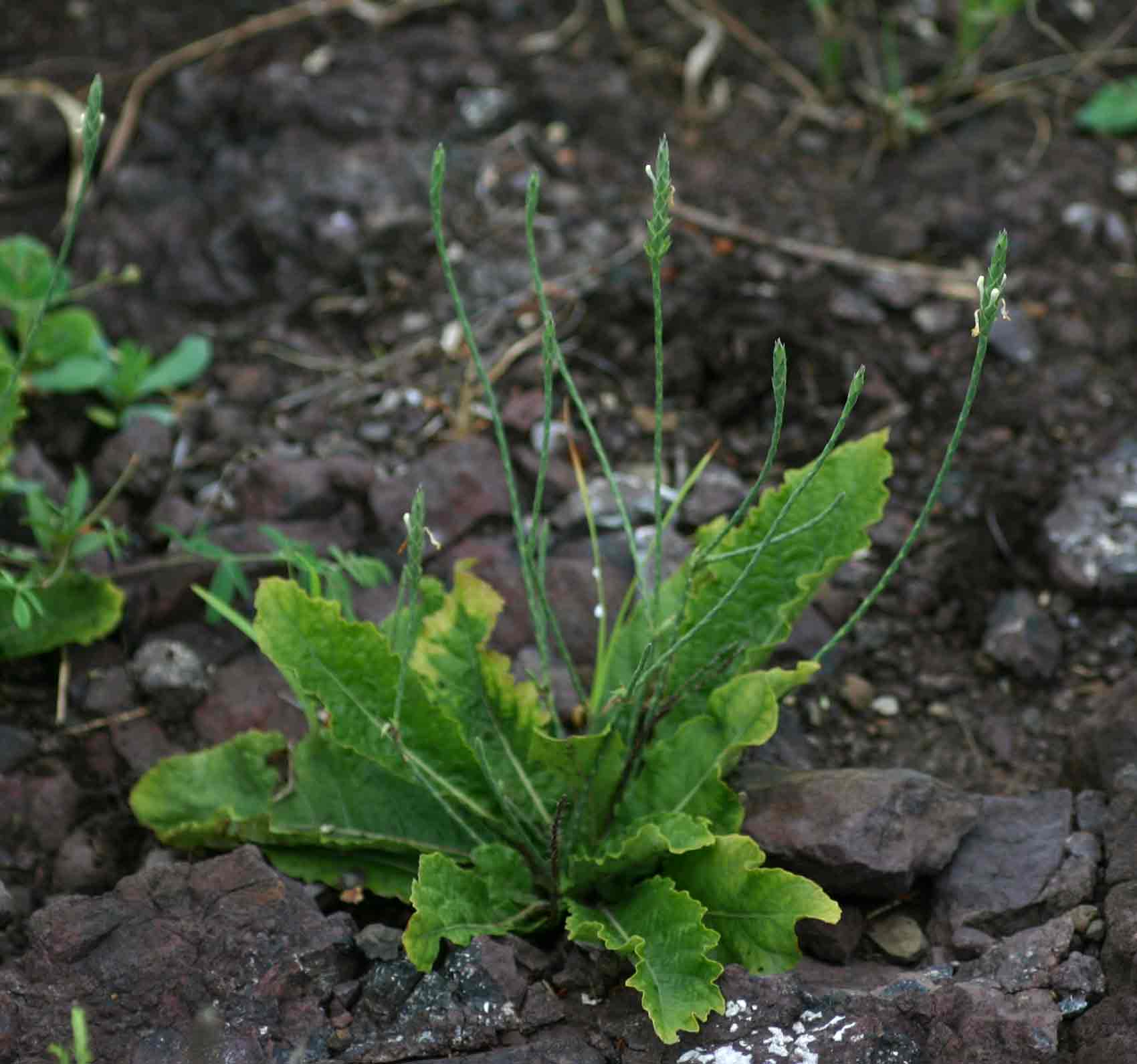Elytraria acaulis Elytraria acaulis