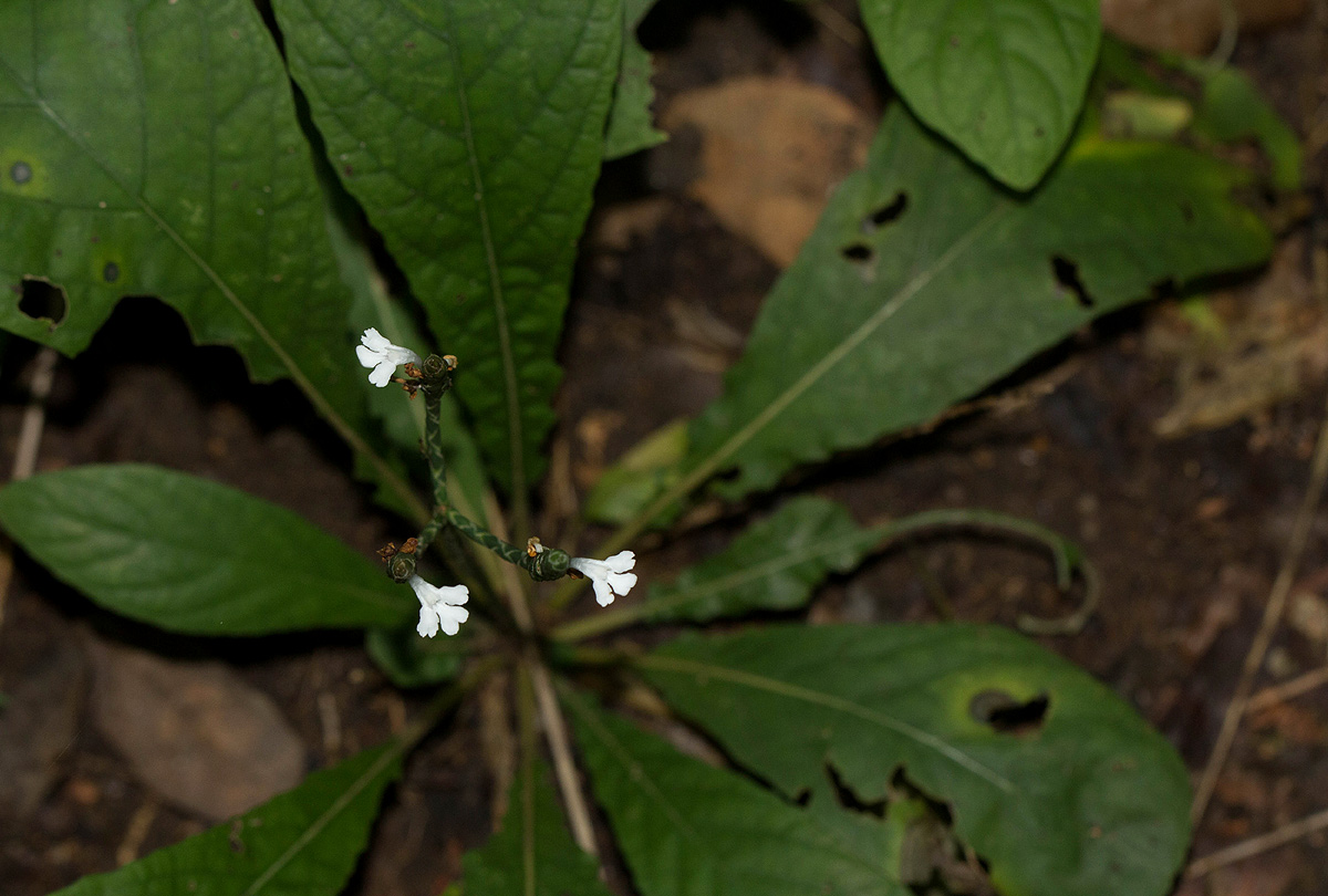 Elytraria acaulis Elytraria acaulis